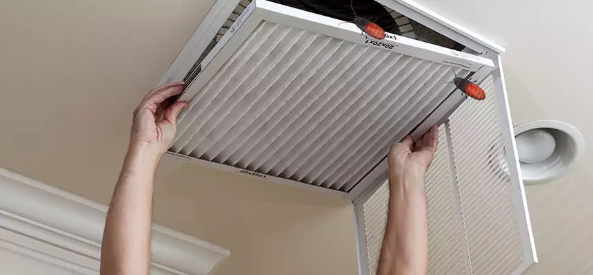 Our Insect Removal from Air Ducts Services in Albany, OR